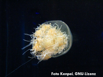 Foto einer Nomura-Qualle (Nemopilema nomurai)