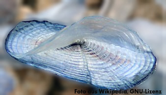 Foto einer Segelqualle (Velella velella)