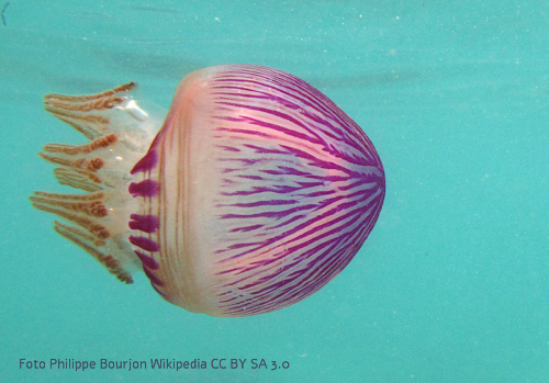 Foto einer Zigarrenqualle (Thysanostoma thysanura)